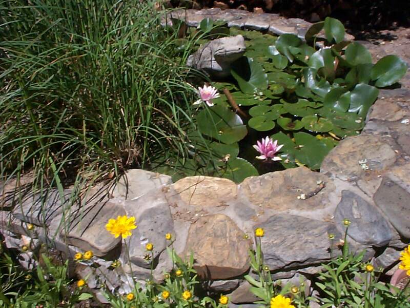 Lily Pond.jpg