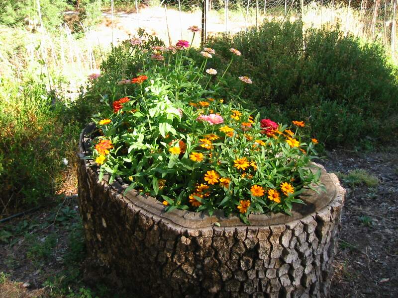 Log Zinnias.jpg