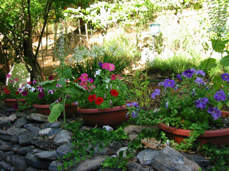 Petunias.jpg