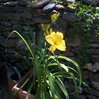 Day Lilies.jpg