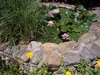 Lily Pond.jpg