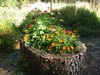Log Zinnias.jpg
