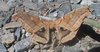 Moth.jpg