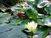 Yellow Pond Lily.jpg