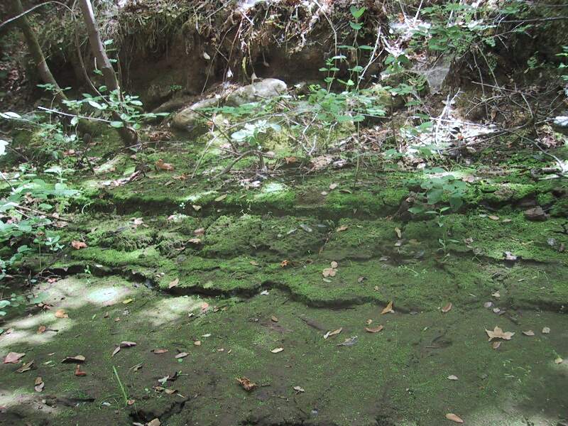 Moss.jpg