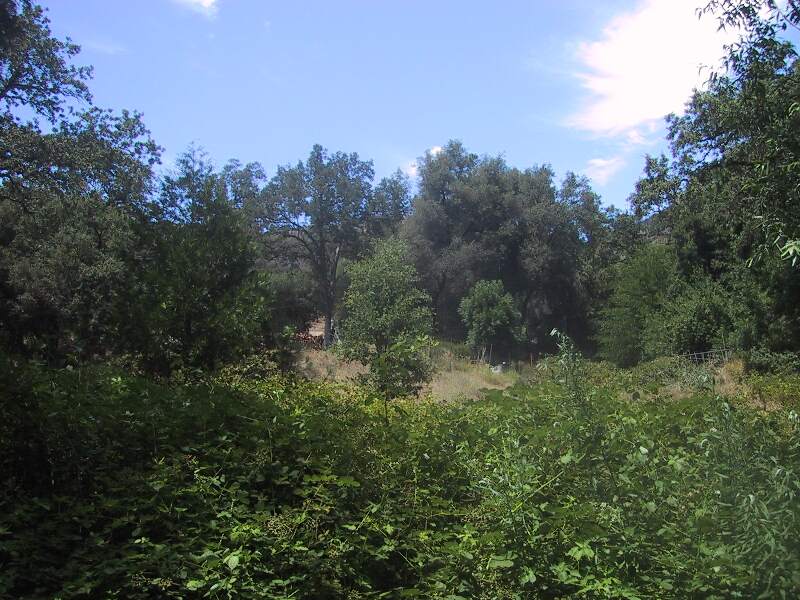 ViewfromCreek.jpg