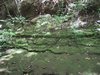 Moss.jpg