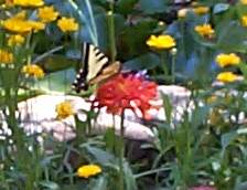 butterfly1.jpg