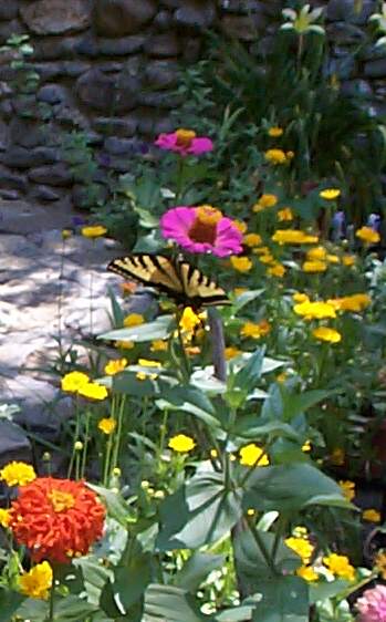 butterfly2.jpg