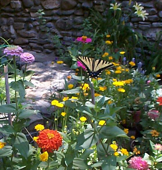 butterfly3.jpg