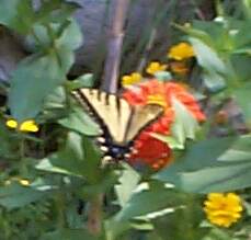 butterfly4.jpg