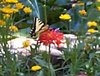 butterfly1.jpg