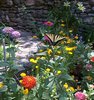 butterfly3.jpg