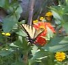butterfly4.jpg