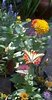 butterfly6.jpg
